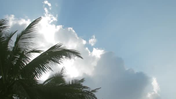 Uzun yapraklı, gür palmiye ağaçları hafif bir esintide sallanıyor. — Stok video
