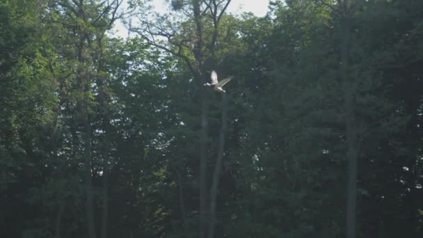 Птицы летают над парковой территорией против деревьев с гнездами — стоковое видео