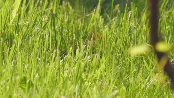 ハリネズミの背中に果物が這う草の中で食べ物を探しています — ストック動画