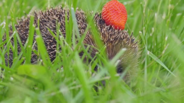 Hedgehog with strawberry on needles hides in forest grass — Stock Video