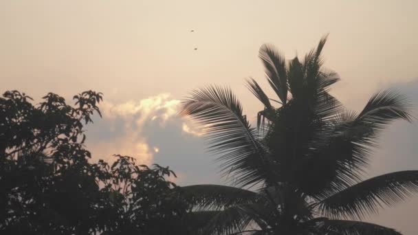 Palmier et nuages merveilleux cachent soleil du soir lumineux — Video