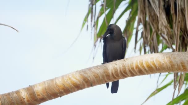 Τροπικό μαύρο πουλί κάθεται σε μπεζ πράσινο κλαδί φοίνικα — Αρχείο Βίντεο