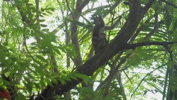 Apa sitter på träd nära makak och håller lång trädgren — Stockvideo