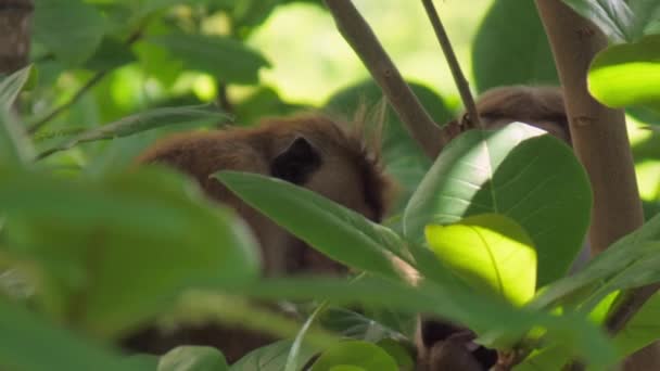 Affe mit Makaken am Bauch klettert an Ästen entlang — Stockvideo