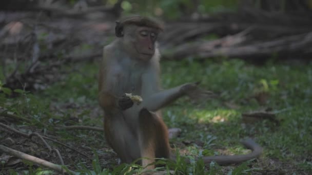 Toque macaque eats delicious apple sitting on green lawn — Stock Video