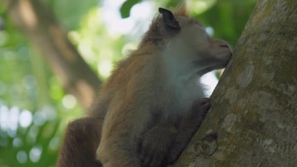 Toque macaque s velkýma očima a legrační předloktí sedí na stromě — Stock video