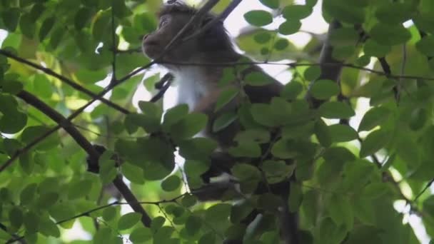 Toque makaak kijkt op gazons en vangt boomtakken — Stockvideo