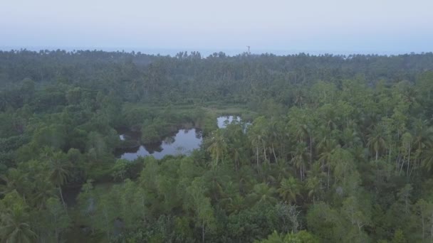 Luz del sol de la mañana luces desiertas plantaciones de té sin límites — Vídeo de stock