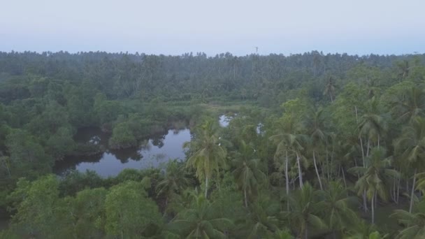 lumière du soleil du matin désertes plantations de thé illimitées