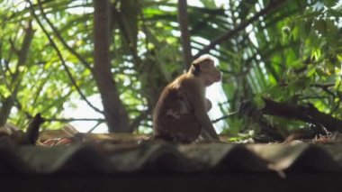 tapılası küçük Toque makağı açık kürklü maymuna tutunuyor.