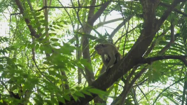 Macaco senta-se na árvore perto de macaco e detém ramo de árvore longa — Vídeo de Stock