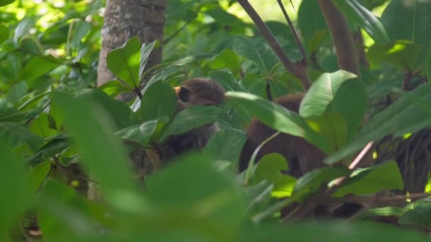 Singes à fourrure rouge mangent assis au milieu d'une forêt tropicale luxuriante — Video