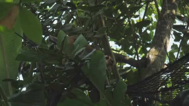Rode makaak klimt langs net hangend tussen bomen — Stockvideo