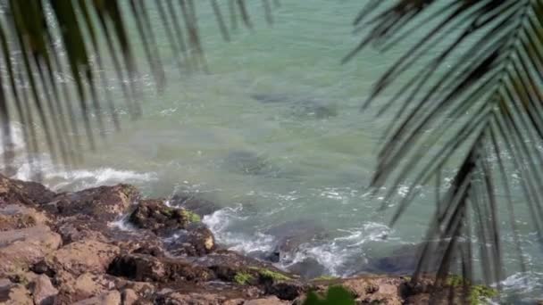 Feuilles de palmier contre mer bleue sans bornes agitant près des pierres — Video