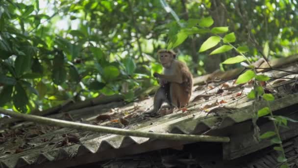 Wild Toque macaque sits on roof and enjoys eating fruits — Stock Video