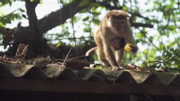 Rozkošný malý toque macaque visí na opici s světlou srstí — Stock video