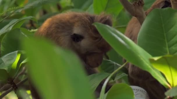 Macaques profiter assis et manger des fruits parmi les feuilles d'arbre — Video