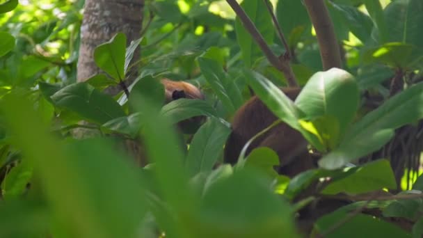 Обезьяны с красным мехом едят сидя среди пышных тропических лесов — стоковое видео