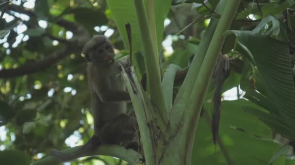 Cute small red Toque macaque sits on tree and bites leaves — Stock Video