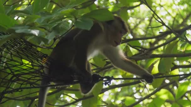 Ausgewachsene Makaken sitzen auf Hochdach und beobachten Wald — Stockvideo