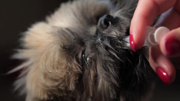 Veterinarian with red manicure feeds fluffy puppy in clinic — Stock Video