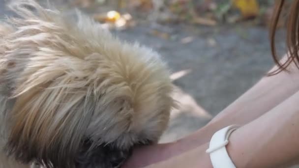 Menschen gießen Wasser in die Hände und kleine flauschige Hundegetränke — Stockvideo