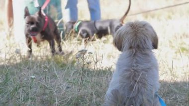 Renkli tasmalı çeşitli köpekler gezinip oynuyorlar.