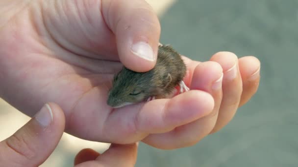 Gyerek kéz fogja kis patkány barna tollak álló — Stock videók