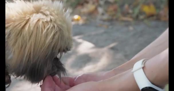 Cão pequeno com pele marrom bebe a água de mãos do proprietário — Vídeo de Stock