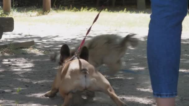 Perros poco excitados con piel marrón saltar y ladrar jugando — Vídeos de Stock