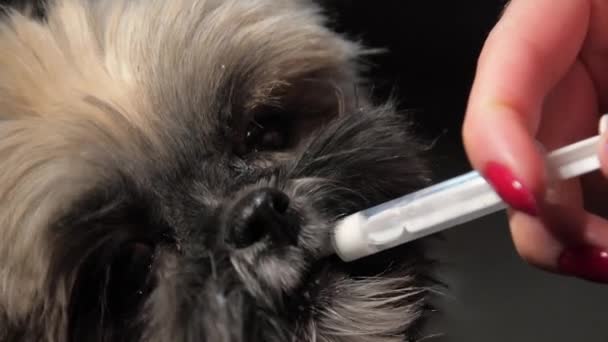 Vet feeds fluffy puppy with liquid vitamins from syringe — Stock Video
