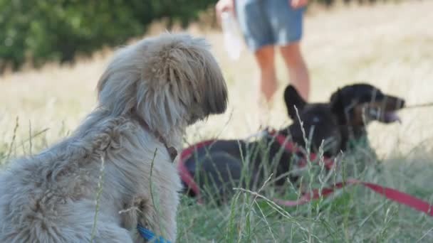 Verschiedene Hunde mit farbigen Leinen spielen auf der Parkwiese — Stockvideo