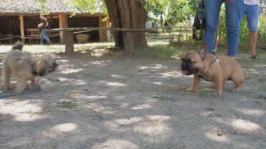 Kahverengi kürklü komik köpekler güneşli bir günde parkta oynuyorlar.