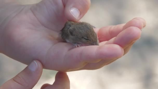 Liten barnhand håller liten brun råtta stående på gatan — Stockvideo