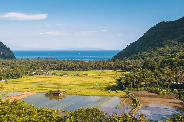 田んぼとインドネシア バリ島での海の海岸と渓谷の景色 — ストック写真