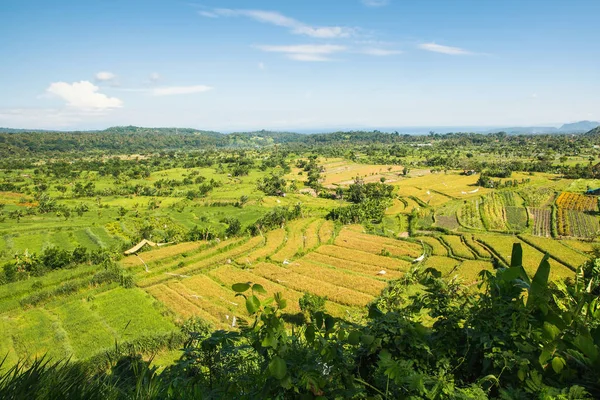 Panoráma Rizsföldek Bali Szigetén Indonézia Völgy — Stock Fotó