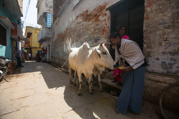 Varanasi India Mar 2018 Vaca Cerca Orilla Del Ganges Las — Foto de Stock