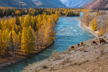 Dağları manzaraları, Altay Cumhuriyeti, Rusya Federasyonu.