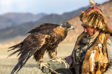Sagsay, Moğolistan - 28 Eylül 2017: ATI ise bir Altın Kartallar ile tavşan Bayan-Olgii Aymağı dağlarında kolları üzerinde avcılık kazak kartal Hunter (Berkutchi). 