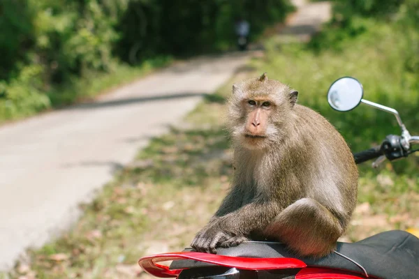 Opice Sedí Motorce — Stock fotografie