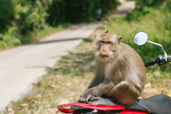 Apa Sitter Motorcykel — Stockfoto