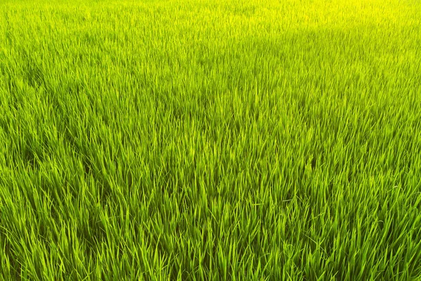 Zöld Rizs Mező Közelről — Stock Fotó