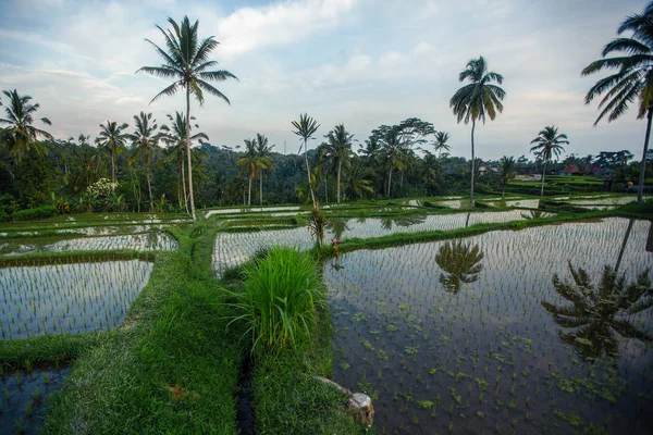 Terrazas Arroz Verde Isla Bali Indonesia —  Fotos de Stock