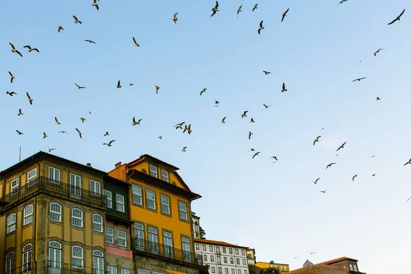 Стаи Чаек Над Крышами Старого Города Порту Португалия — стоковое фото