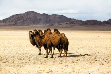 Moğolistan bozkırlarında develer.