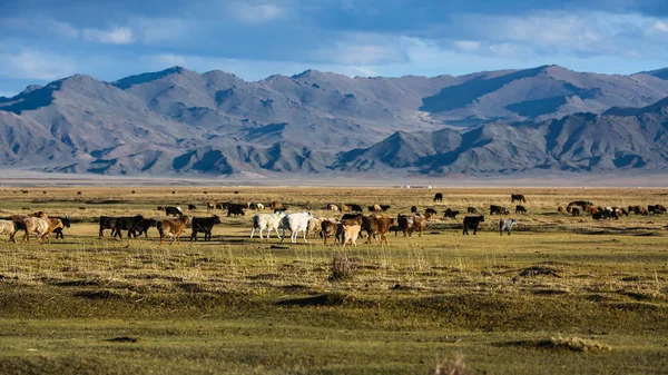 山水的草原和蒙古西部山区 — 图库照片