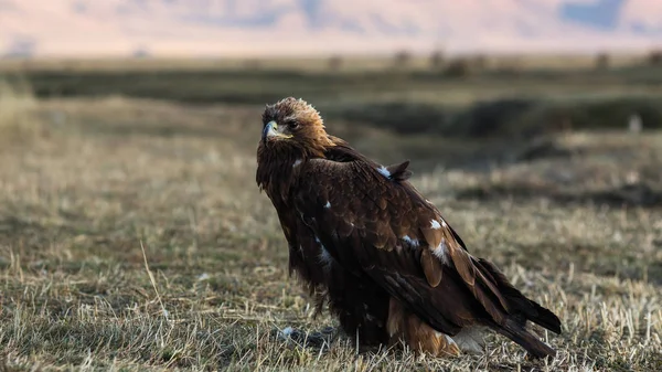 Золотий Орел Крупним Планом Степу Гори Західній Монголії — стокове фото