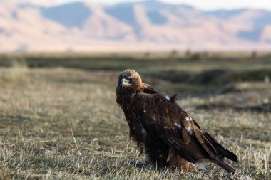 Moğolistan, bozkır topraklarda altın kartal oturur.