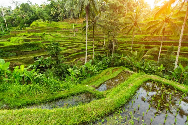Terrazze Riso Verde Nell Isola Bali Indonesia — Foto Stock