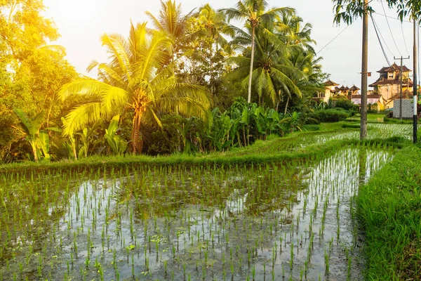 Terraços Casas Arroz Verde Ilha Bali Indonésia — Fotografia de Stock